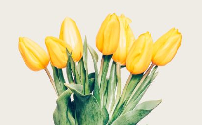 ブルーチェ お花のサブスク